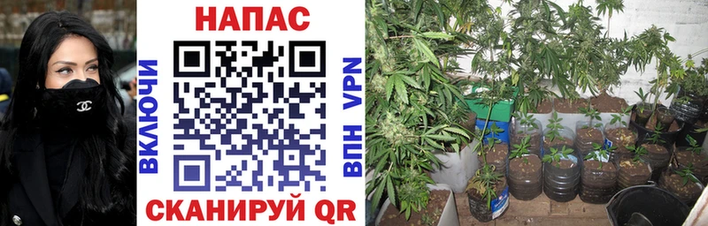 blacksprut Малоархангельск Каннабис сатива